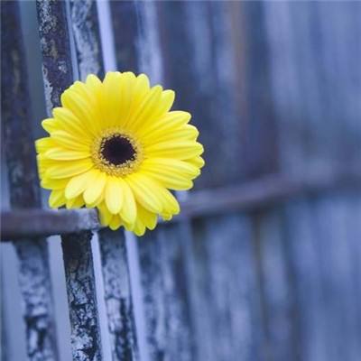 凤凰彩票平台下载app下载