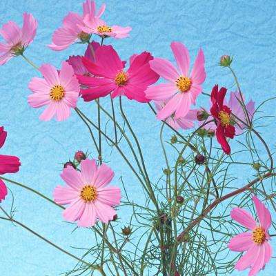 2023澳门管家婆资料正版大全app下载